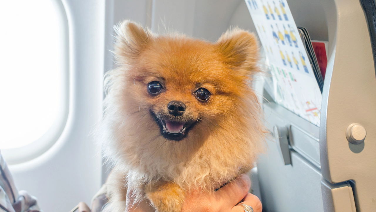 Guia para viajar com pets pelo Aeroporto de Porto Alegre em 2025