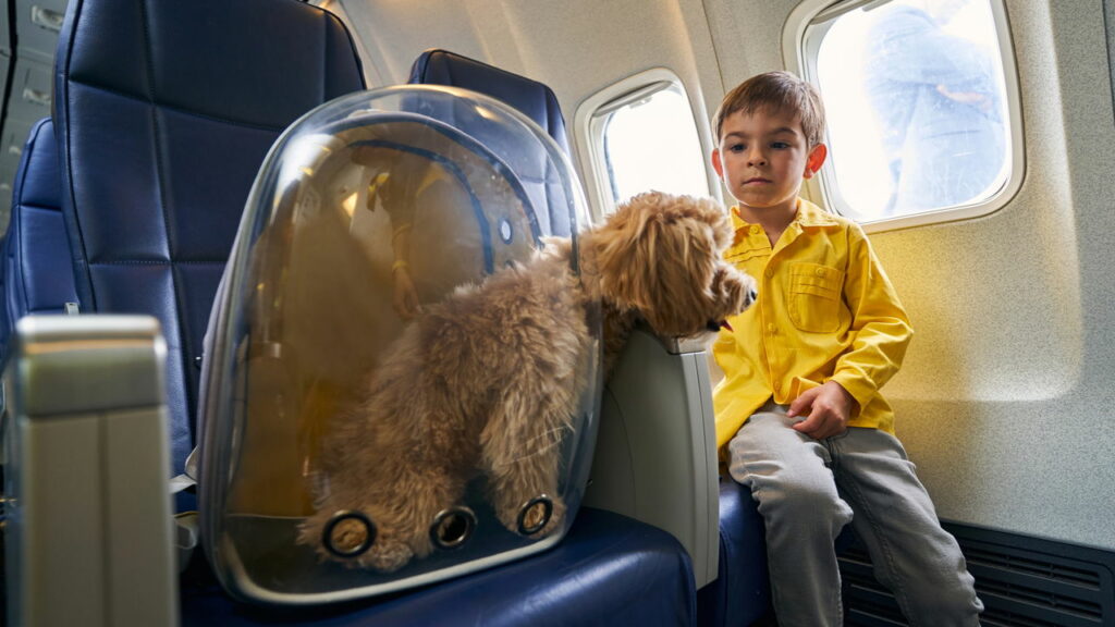 Dicas para viajar com pets no Aeroporto de Recife durante feriados