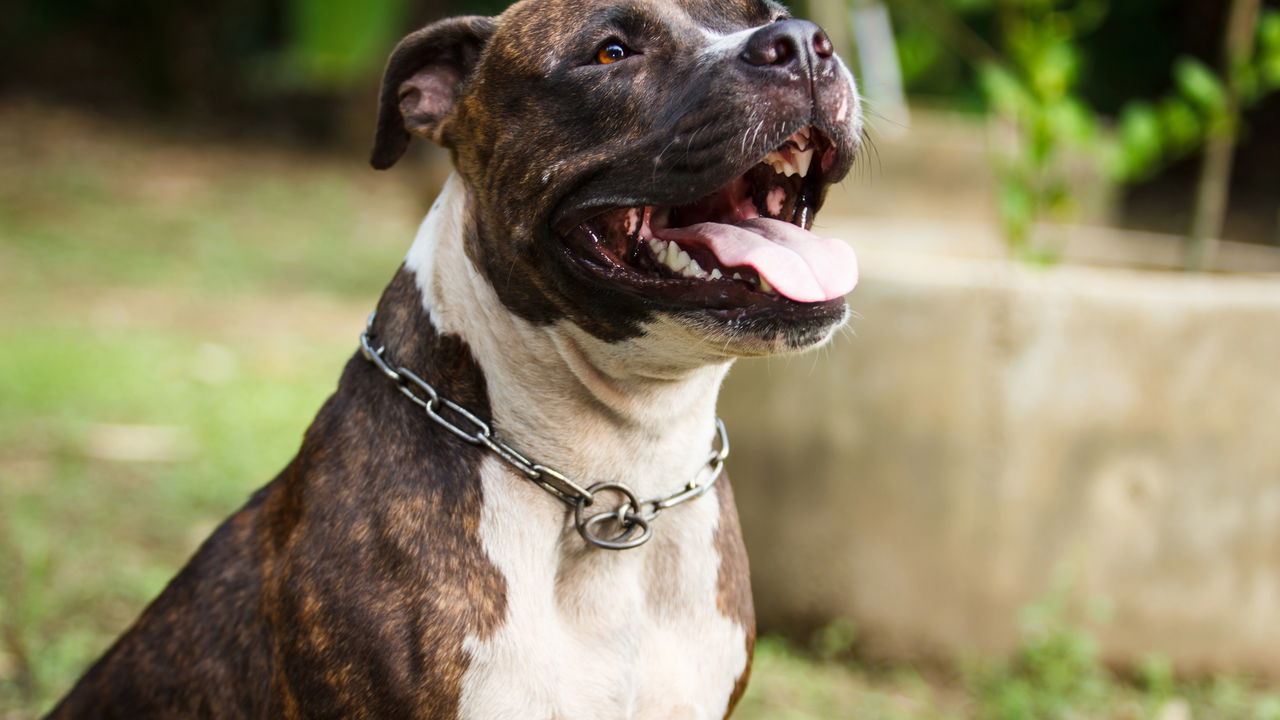 Ataque fatal de Pit Bull choca Cidade Ocidental
