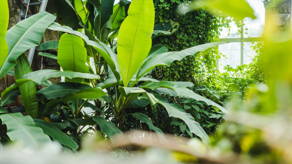 Guia para levar plantas no Aeroporto de Florianópolis 2025