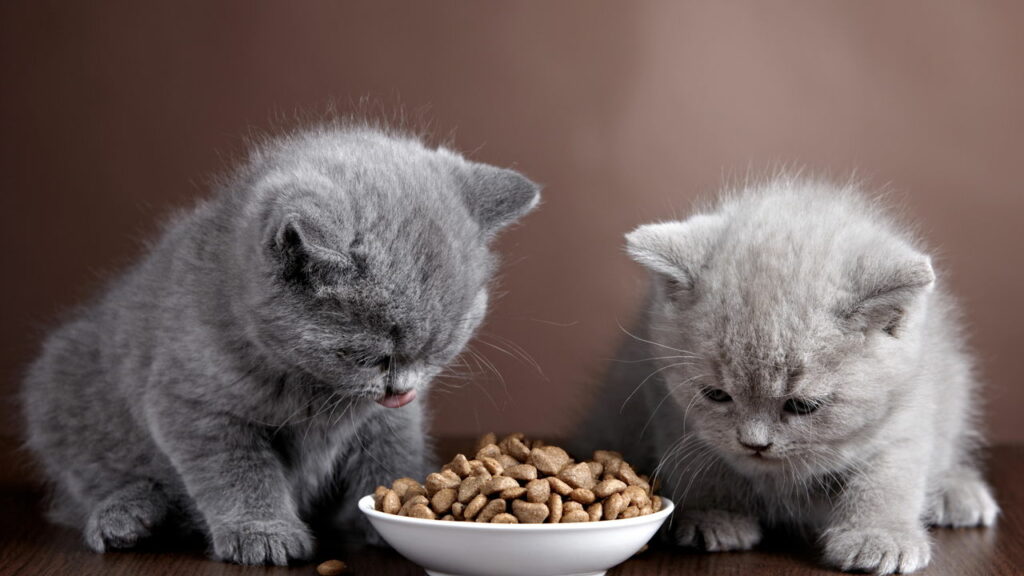 A influência dos gatos no bem-estar humano