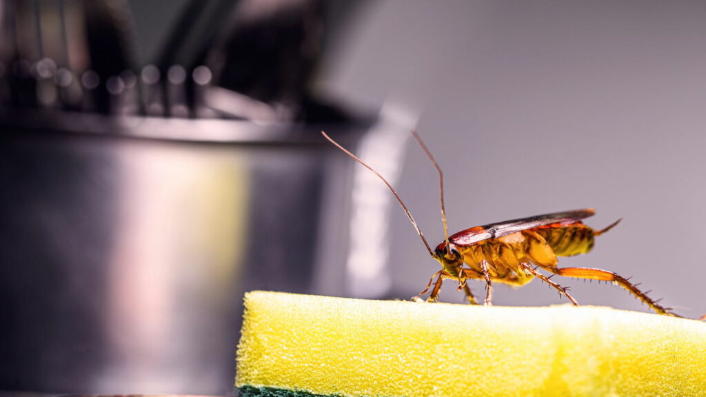 Baratas nunca mais! O método que salvou milhares de lares