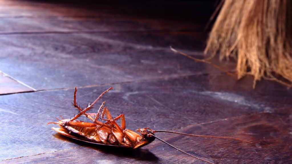 Baratas nunca mais! O método que salvou milhares de lares