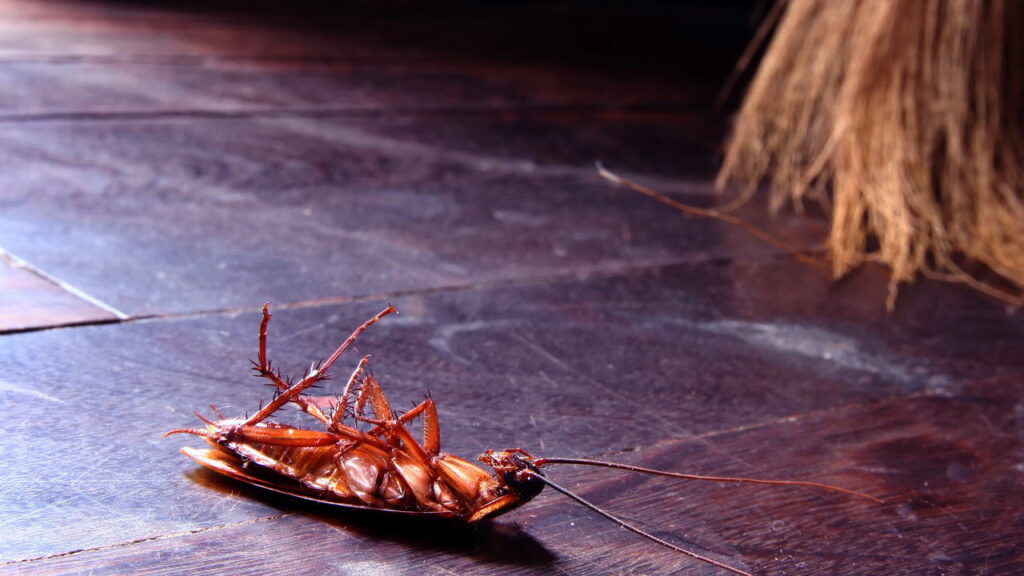 Baratas nunca mais! O método que salvou milhares de lares
