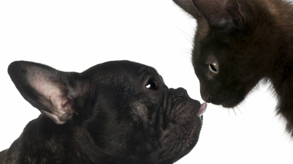 Cães virando gatos e gatos virando cães