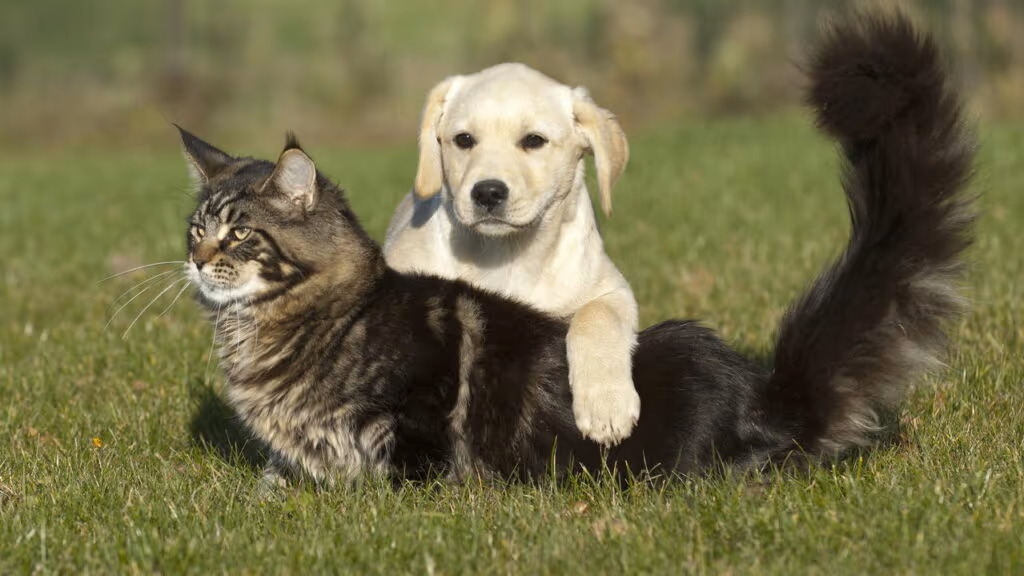 Cães virando gatos e gatos virando cães