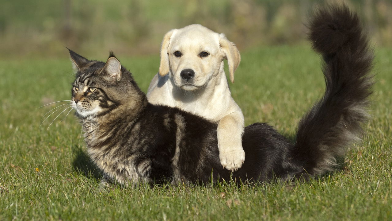 Cães virando gatos e gatos virando cães