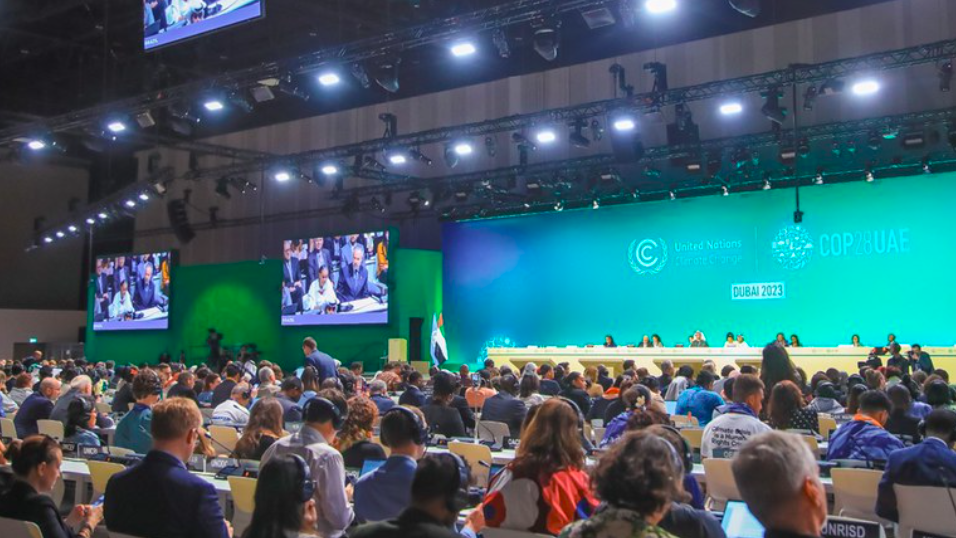 Crusoé: ONG desiste de ir para COP30: “Custos excessivos”