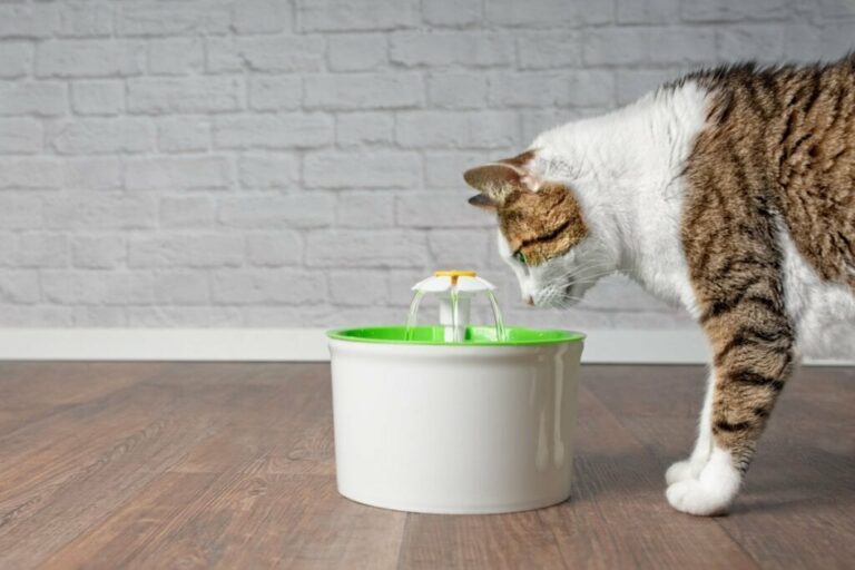 8 modelos de fontes e bebedouros de água para gato 