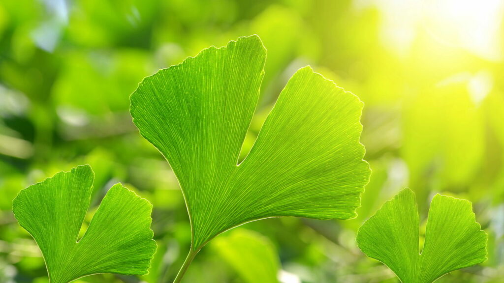 Essa planta lendária é conhecida como "Cura tudo"