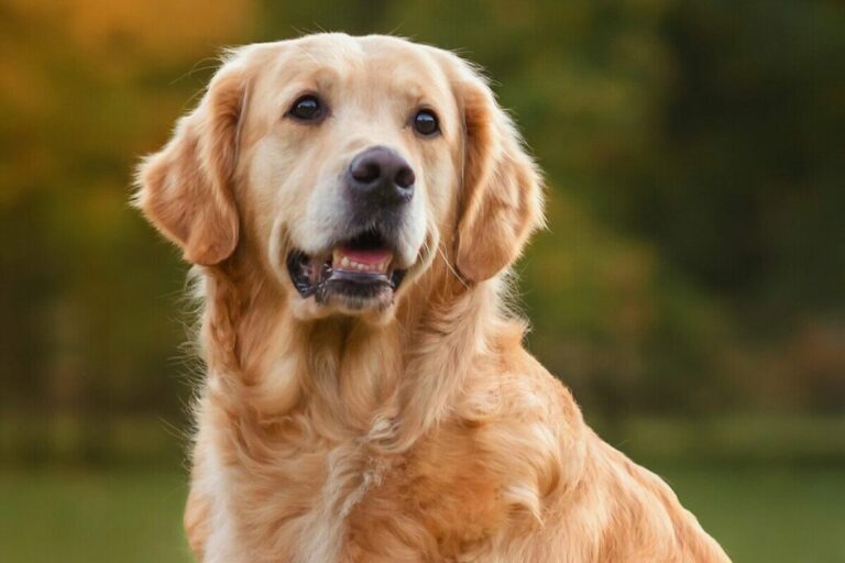 8 raças de cachorro mais dóceis