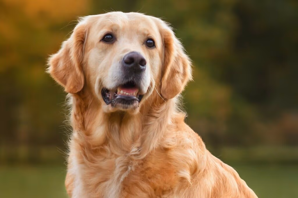 8 raças de cachorro mais dóceis