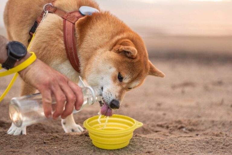 12 dicas para o seu animal ter uma vida saudável e feliz