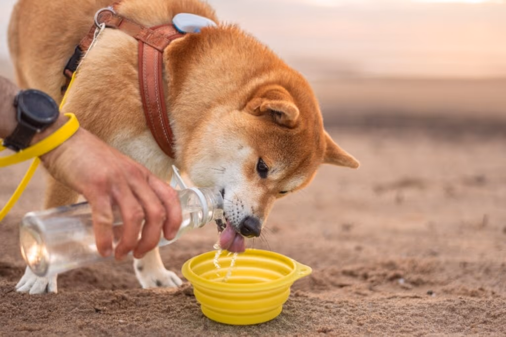 12 dicas para o seu animal ter uma vida saudável e feliz