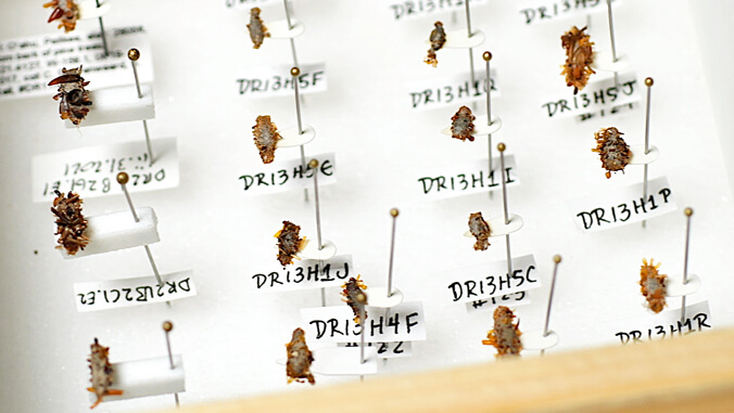 Lagarta carnívora colecionadora de ossos é a nova descoberta cientifica.