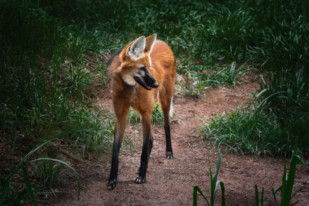 8 curiosidades incríveis sobre o lobo-guará 