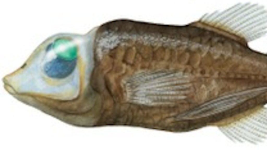 Esse peixe transparente intriga biólogos do mundo inteiro