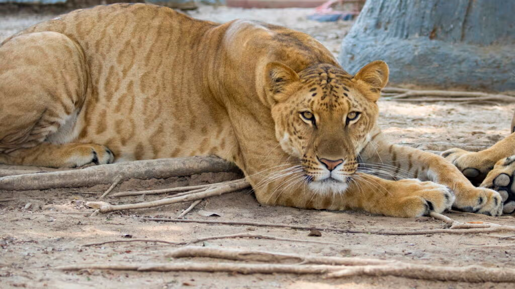 Nem tigre nem leão: qual é o nome do bebê que nasce entre um leão e uma tigresa