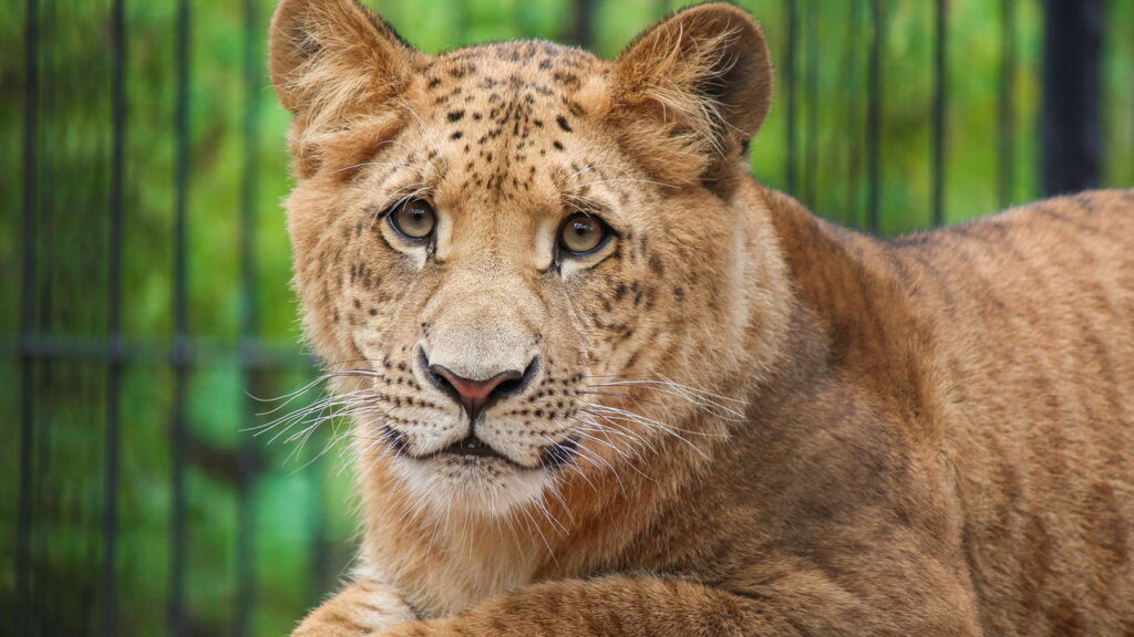 Nem tigre nem leão qual é o nome do bebê que nasce entre um leão e uma tigresa