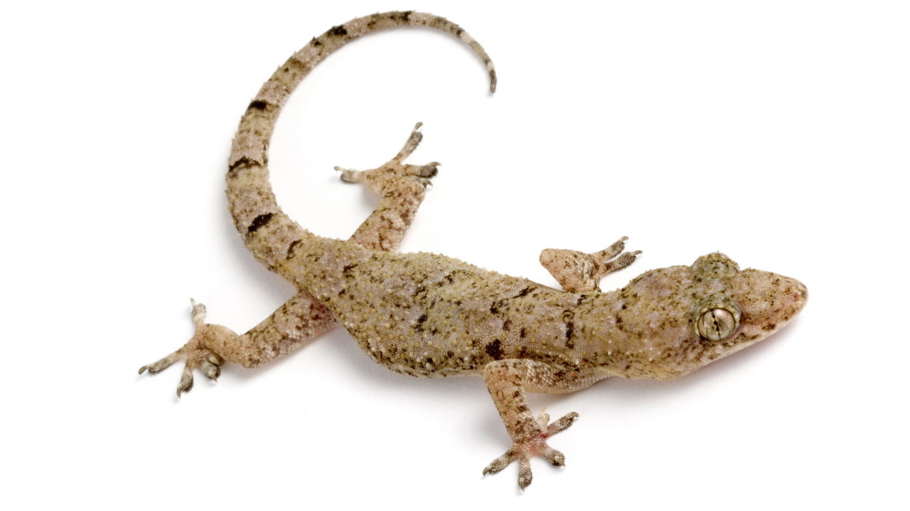 O que não te falaram sobre as lagartixas que aparecem na sua casa