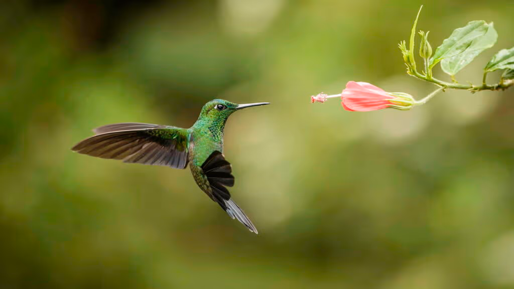 O que significa quando um Beija-flor aparece na sua casa?