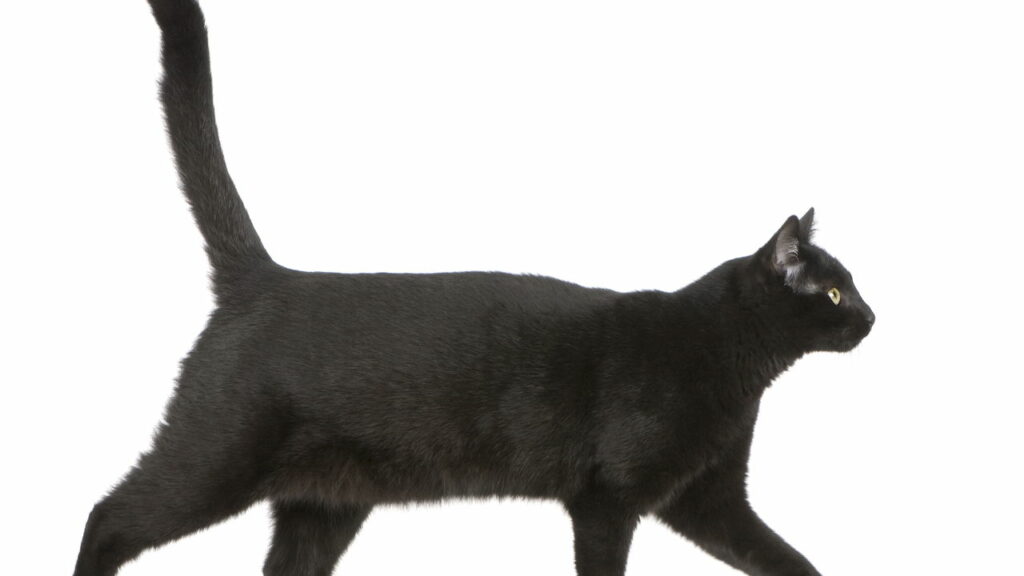 O que significa quando um gato preto aparece