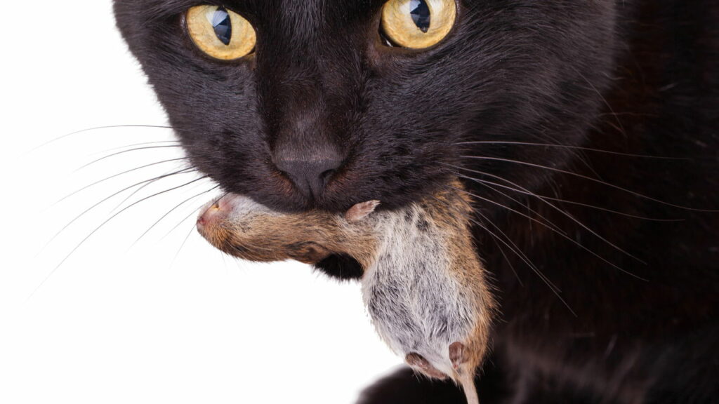 Por que gatos trazem ratos para casa de presente. Será para seus tutores