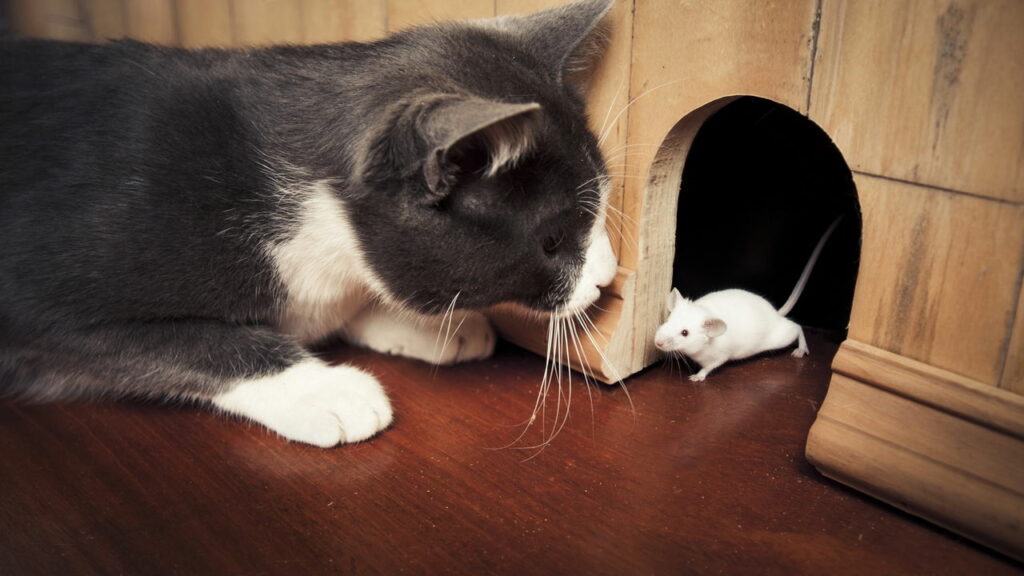 Por que gatos trazem ratos para casa de presente. Será para seus tutores