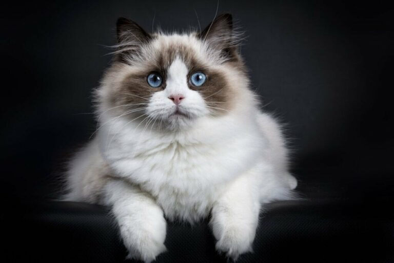 8 raças de gato extremamente dóceis 