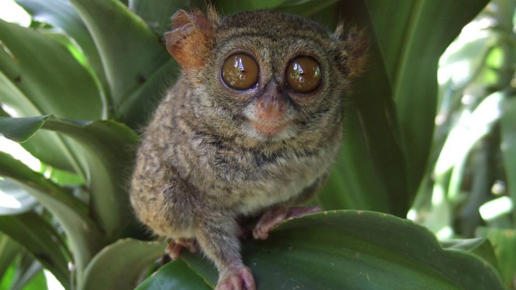 Animais que parecem fictícios, mas realmente existem no planeta