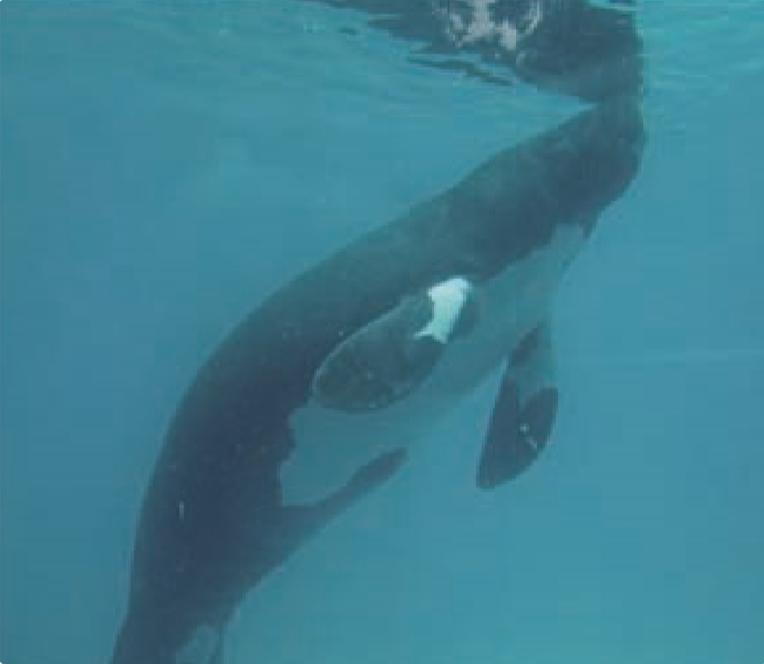 5 animais mais exóticos do Brasil