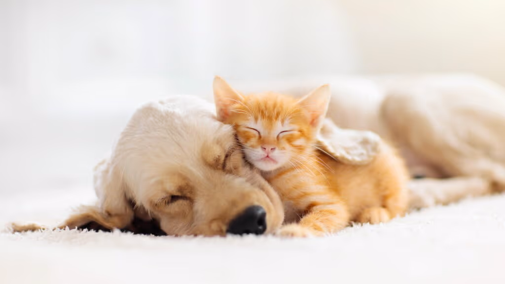 Valor afetivo de ter um animal de estimação é o mesmo que ganhar na loteria