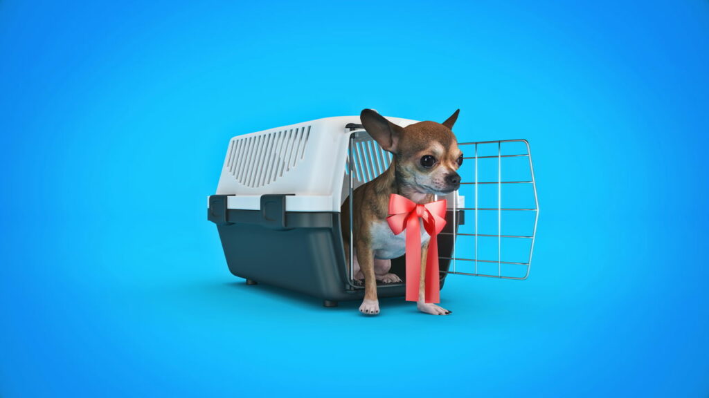 Viajar com animais de estimação no avião: regras e cuidados essenciais