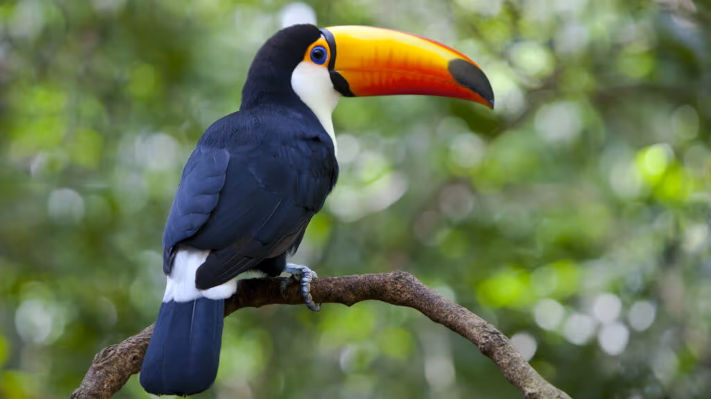 Conheça os 5 animais mais exóticos do Brasil