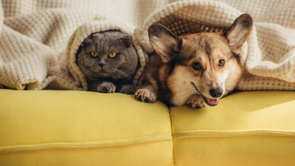 O que explica a psicologia sobre pessoas que dormem com animais de estimação