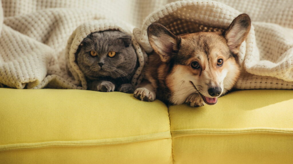 O que explica a psicologia sobre pessoas que dormem com animais de estimação