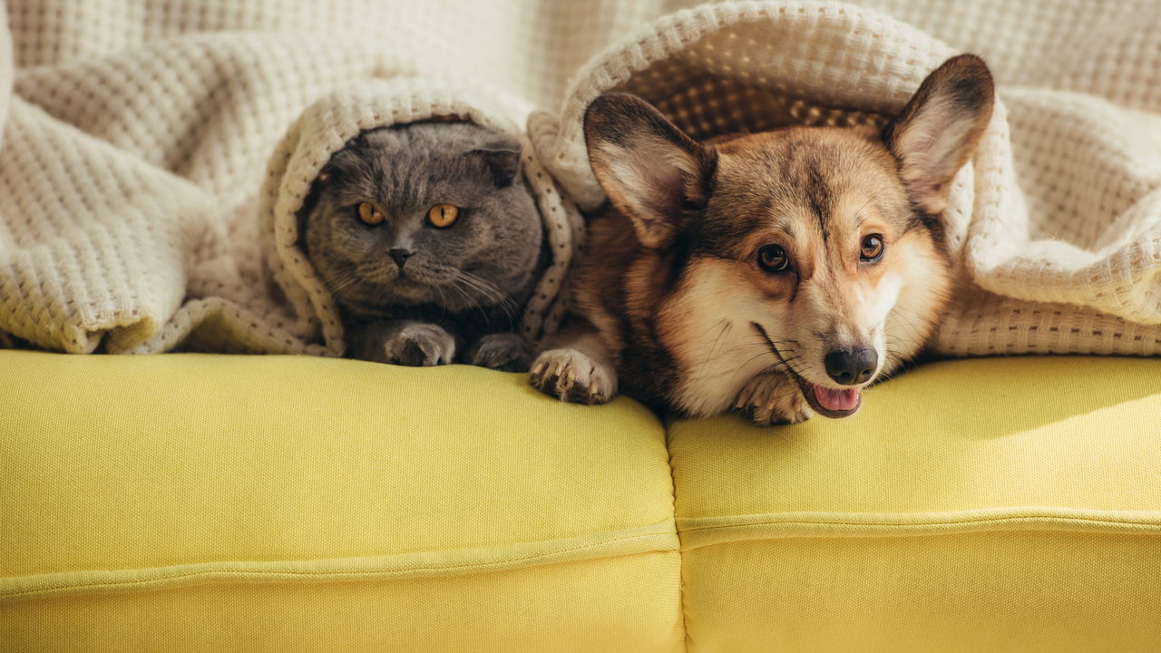 O que diz a psicologia sobre pessoas que dormem com animais de estimação
