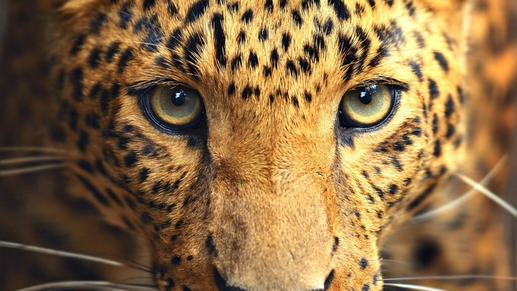 Você sabe quais são os animais mais rápidos do mundo?