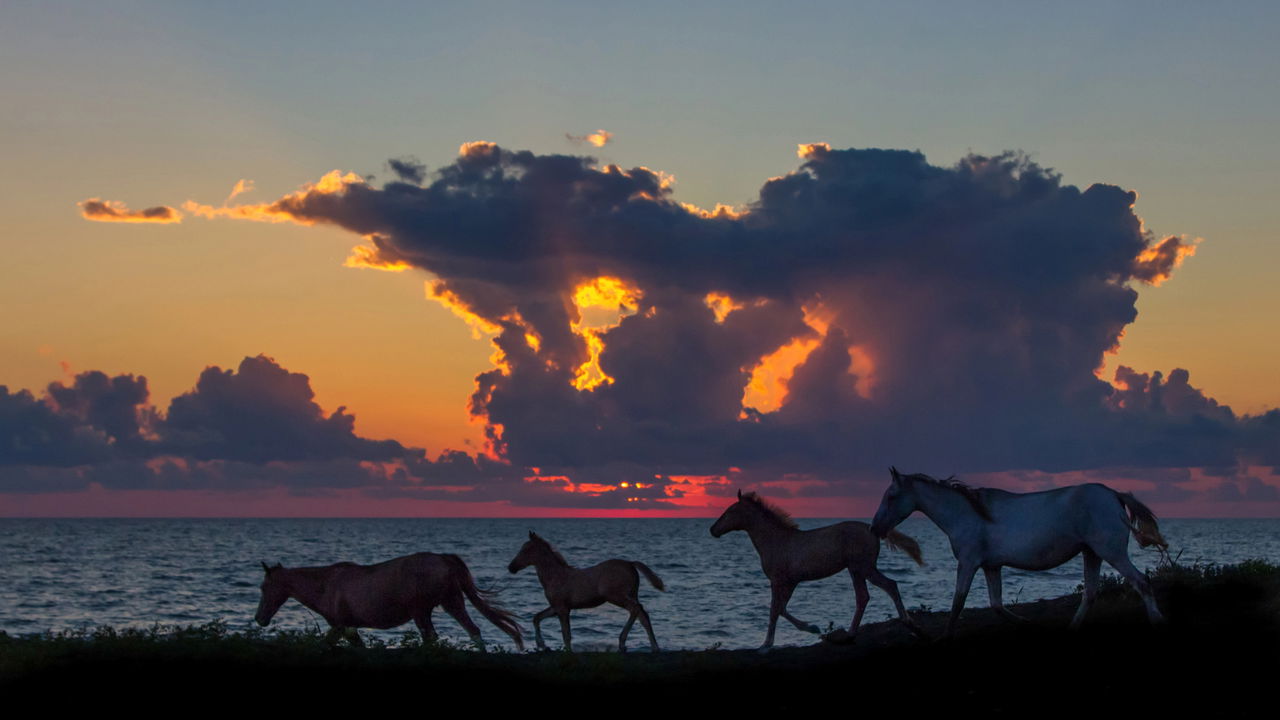 Esse animal brasileiro é tão raro que poucos cientistas viram ao vivo