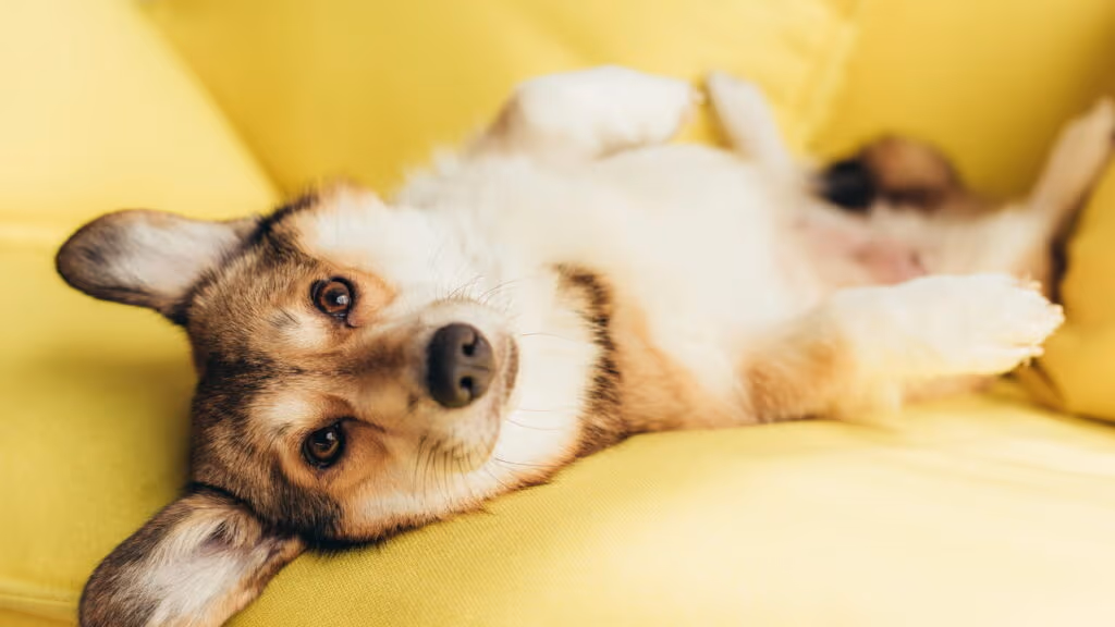 Se você fala com seu animal de estimação, provavelmente possui essas qualidades