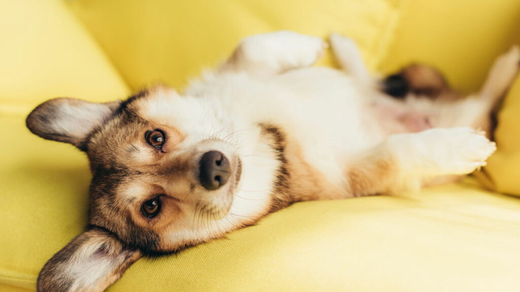 Se você fala com seu animal de estimação, provavelmente possui essas qualidades