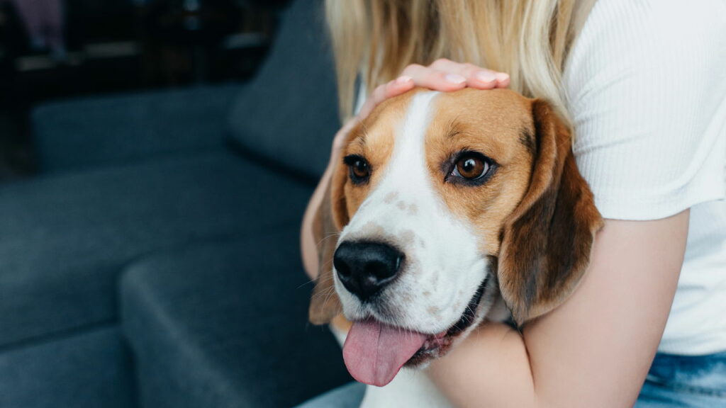Se você fala com seu animal de estimação, provavelmente possui essas qualidades