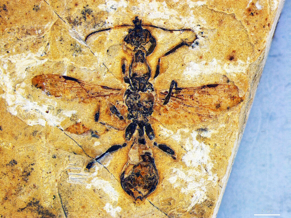 O fóssil da formiga mais antiga do mundo é descoberto