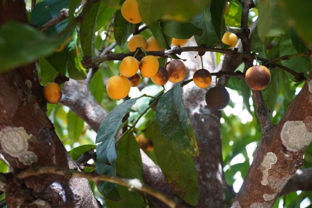 7 ingredientes amazônicos para usar em sorvetes
