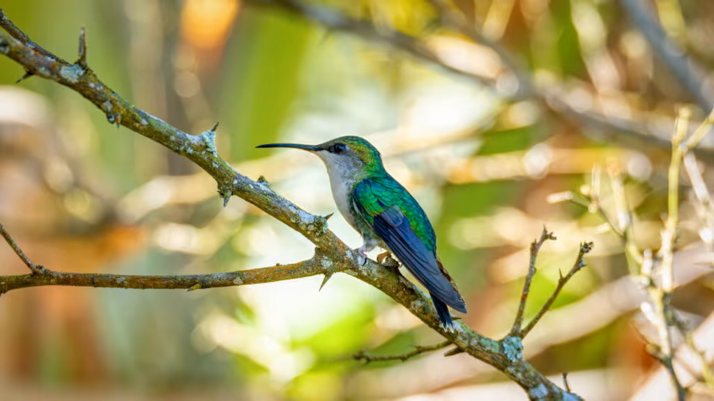 O que significa receber a visita de um beija-flor?
