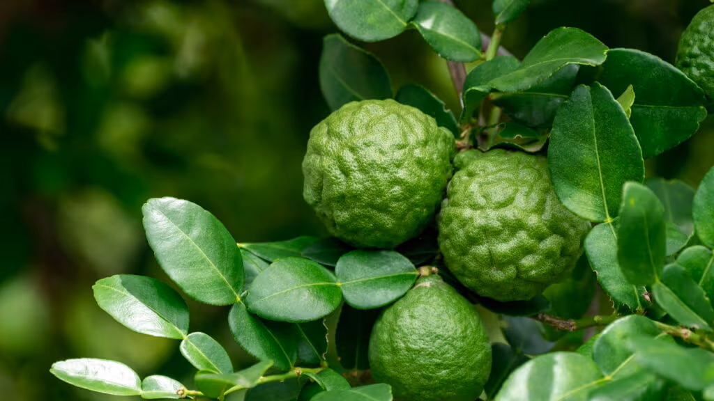 Essa fruta cítrica é a queridinha dos brasileiros no inverno