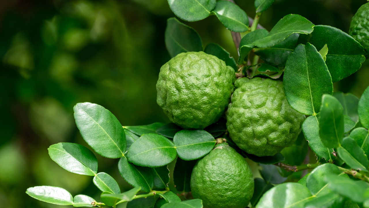 Essa fruta cítrica é a queridinha dos brasileiros no inverno