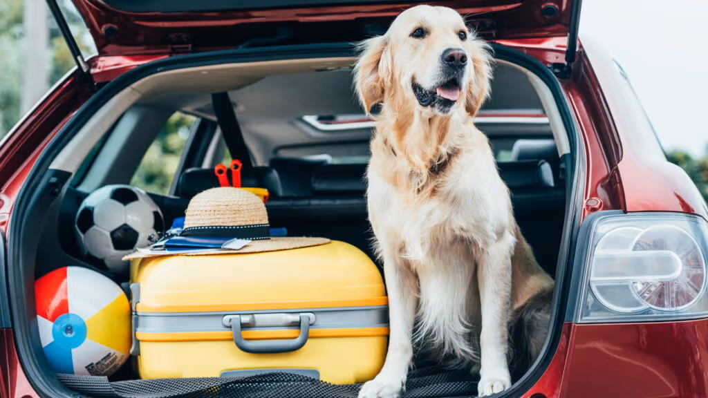 O que a legislação diz sobre transporte de animais no banco traseiro