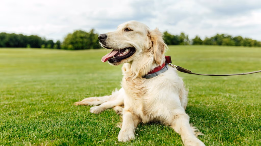 Essa castanha pode fazer mal ao seu cachorro e poucos sabem disso