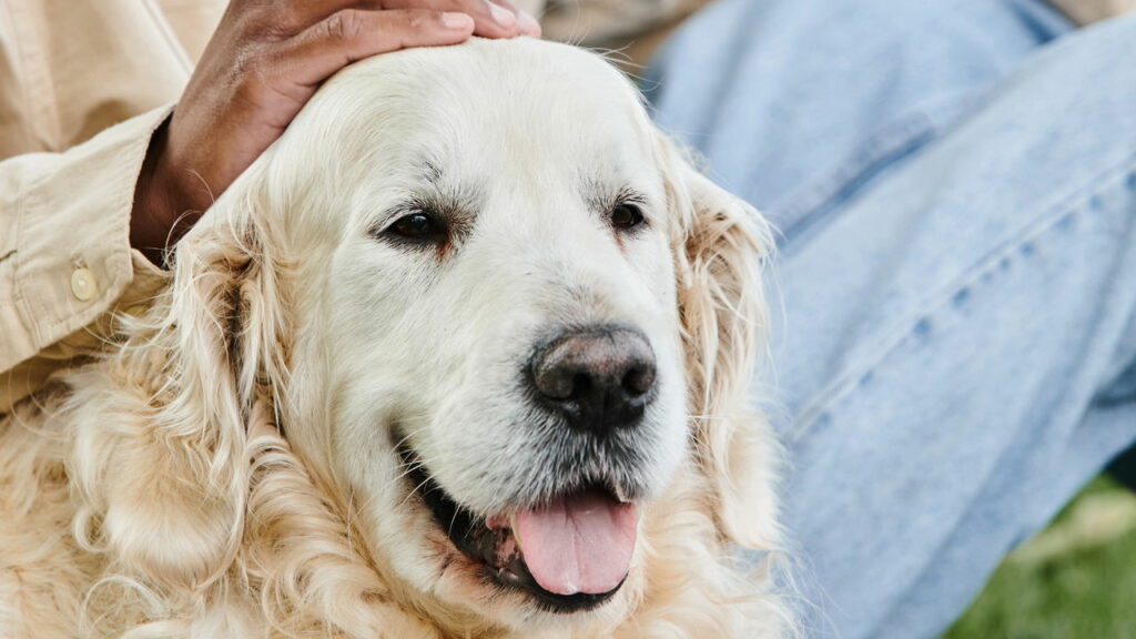 Voo da TAP é cancelado por problema com cão de serviço
